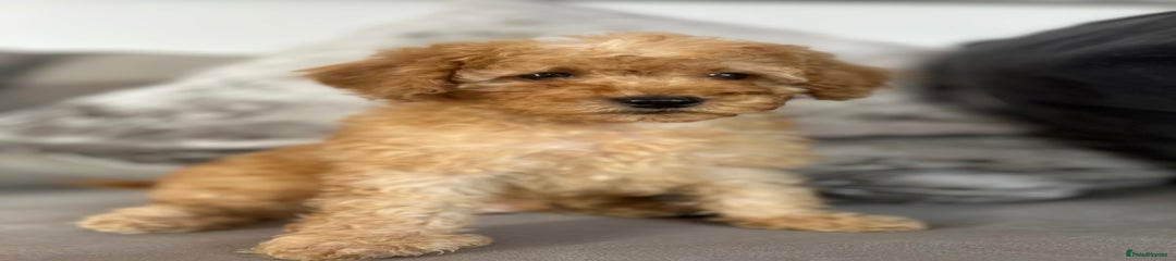 Miniature Poodle Puppy 1