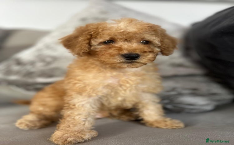 Miniature Poodle dogs - Advert 1