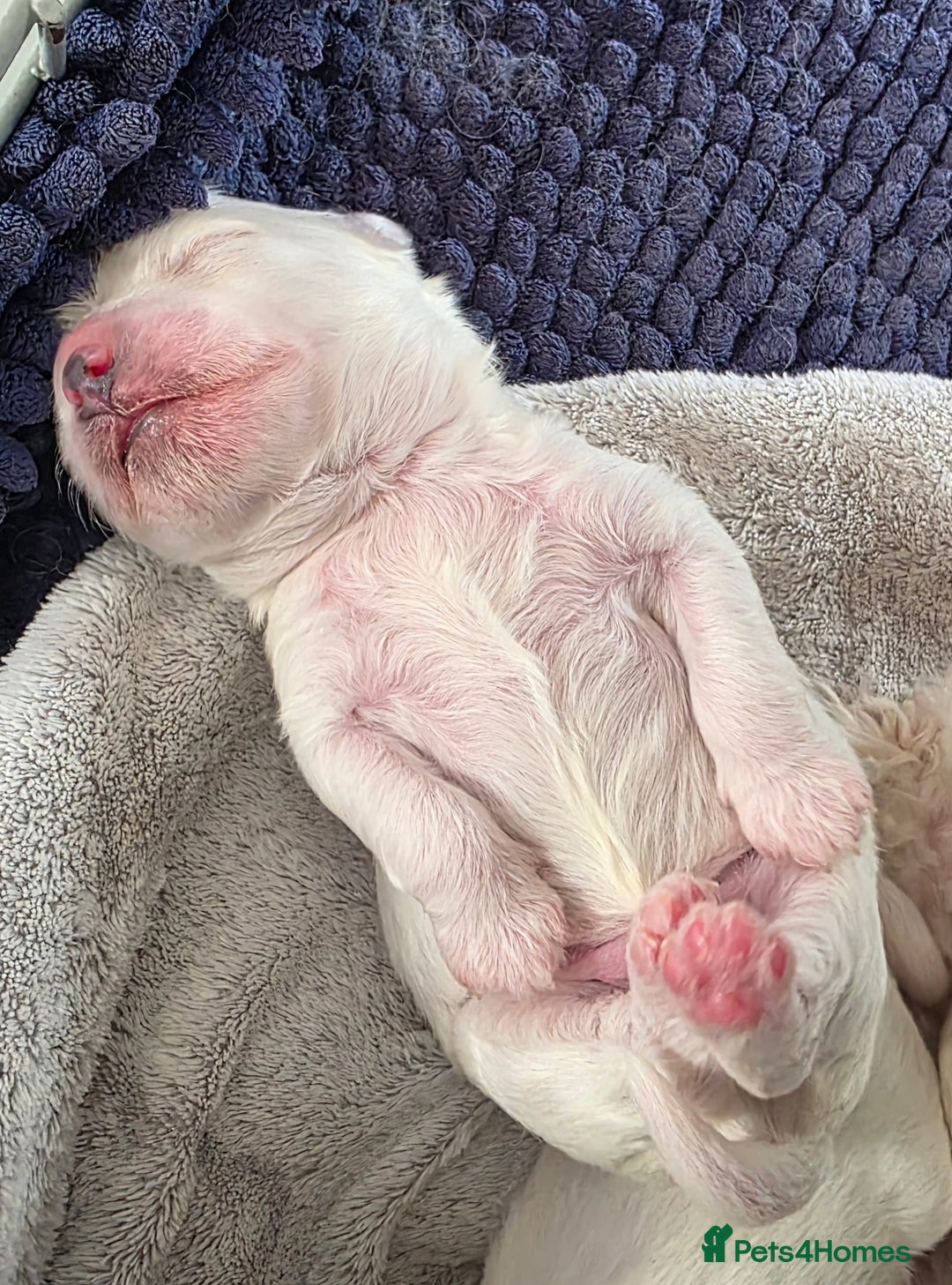 Bichon Frise dogs for sale: Pure Bichon Frise, 5 males  - Image 4