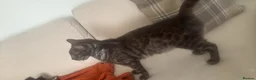 Bengal cats for sale: Bengal mix in Sunderland - Advert 2