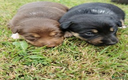 Mixed Breed dogs for sale: Kelpie x collie  - Image 10