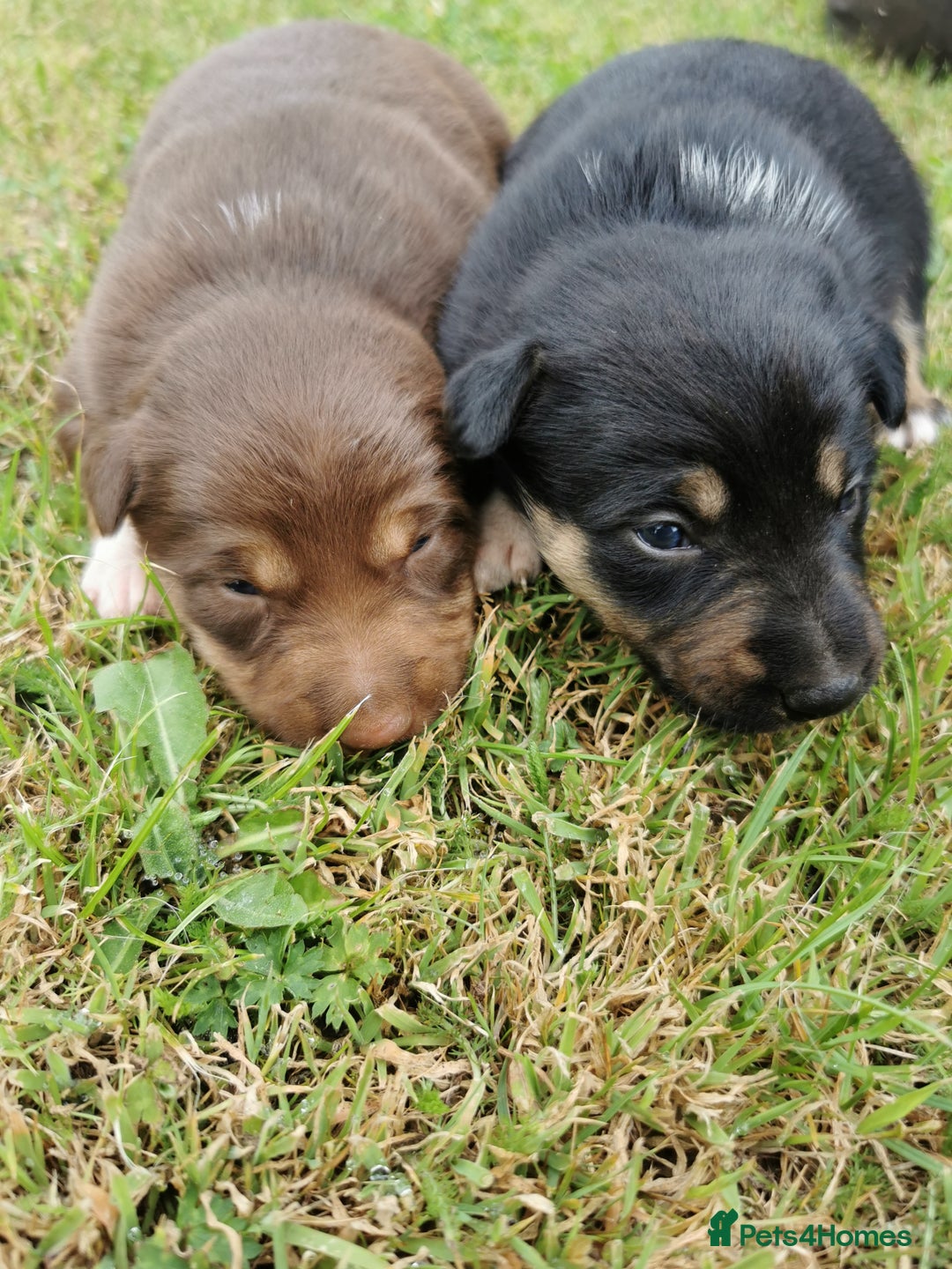Mixed Breed dogs for sale: Kelpie x collie  - Image 10