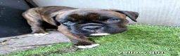 Boxer dogs for sale: Bobtail/tailed Boxer puppy - Advert 13