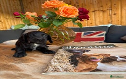 Cocker Spaniel dogs for sale: Kc cocker spaniels  - Image 13