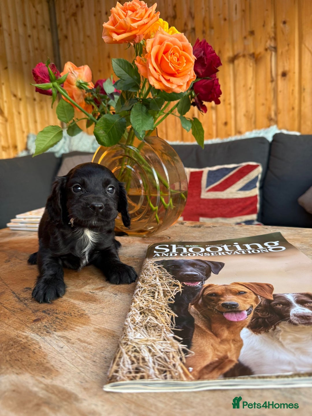 Cocker Spaniel dogs for sale: Kc cocker spaniels  - Image 13