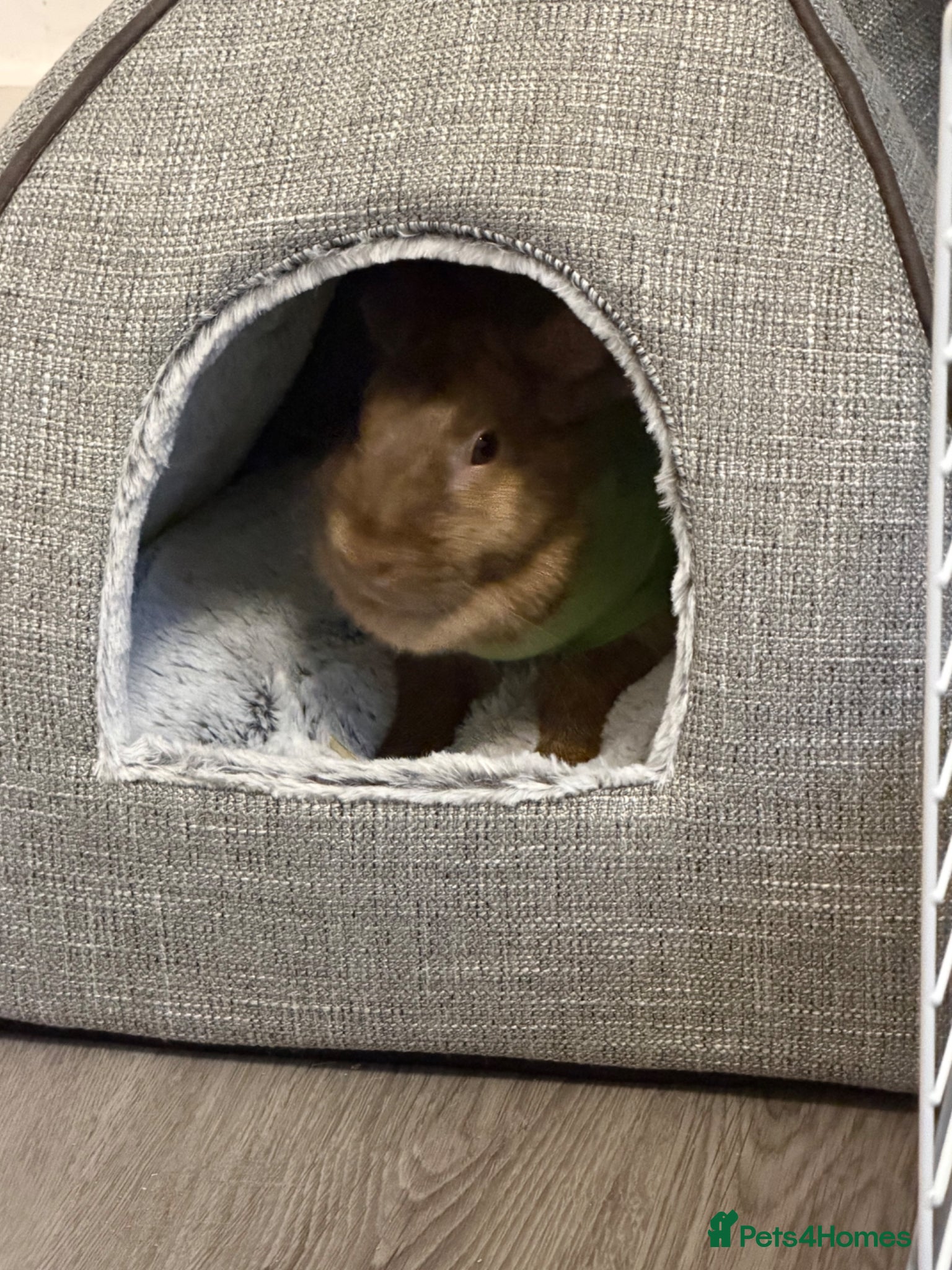 Mixed Breed rabbits for sale: Coco Looking for a Loving New Home - Advert 5