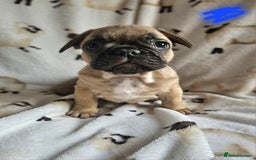 French Bulldog dogs for sale: 4 BEAUTIFUL french bulldog puppies from KC parents - Image 5