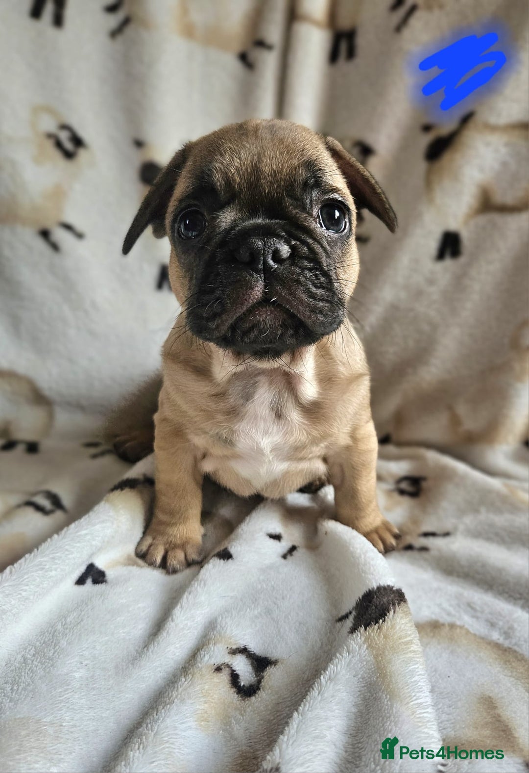 French Bulldog dogs for sale: 4 BEAUTIFUL french bulldog puppies from KC parents - Image 5