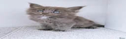 Maine Coon cats for sale: Blue maine coon kittens -DNA health tested parents - Advert 34