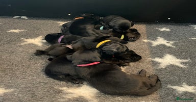 Labrador Retriever dogs - Advert 3