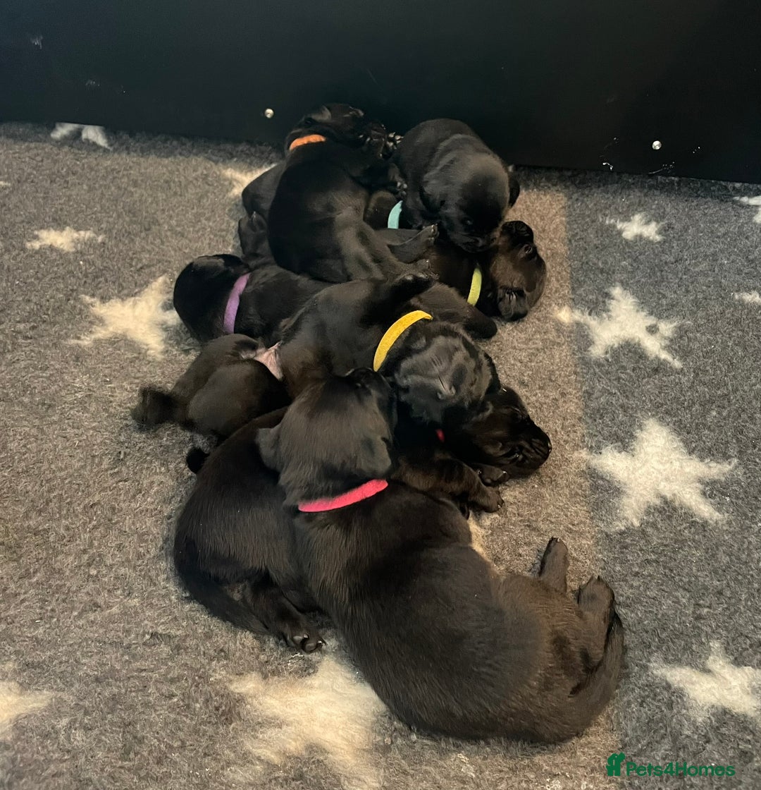 Labrador Retriever dogs for sale: Stunning litter of 8 pedigree Labrador Puppies - Image 3