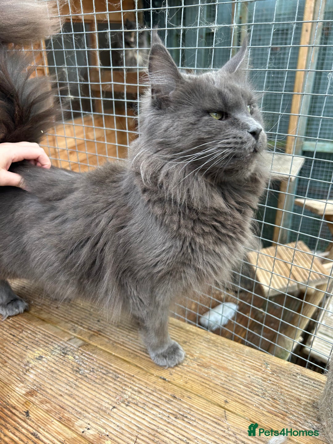 Maine Coon cats for sale: Active TICA GCCF Maine Coon Queen - Advert 15
