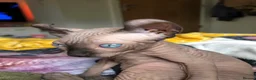 Sphynx cats for sale: Sphynx kittens - Advert 11