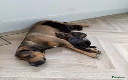 Cane Corso dogs for sale: Beautiful Cane Corso Puppies - Image 34