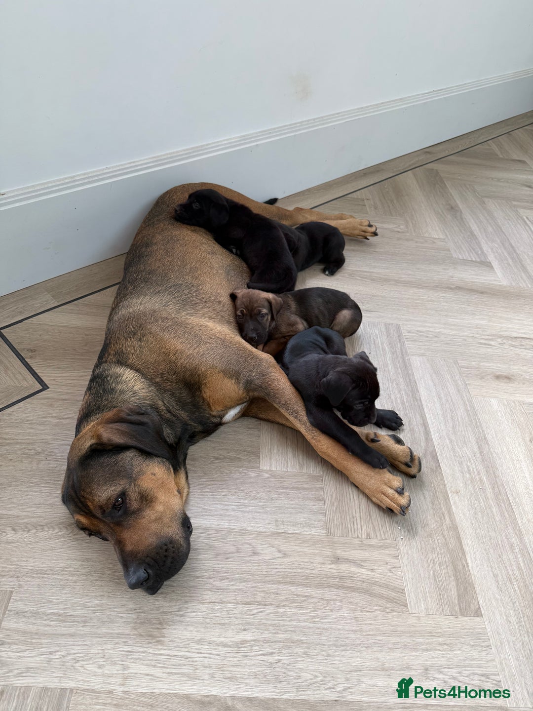 Cane Corso dogs for sale: Beautiful Cane Corso Puppies - Image 34