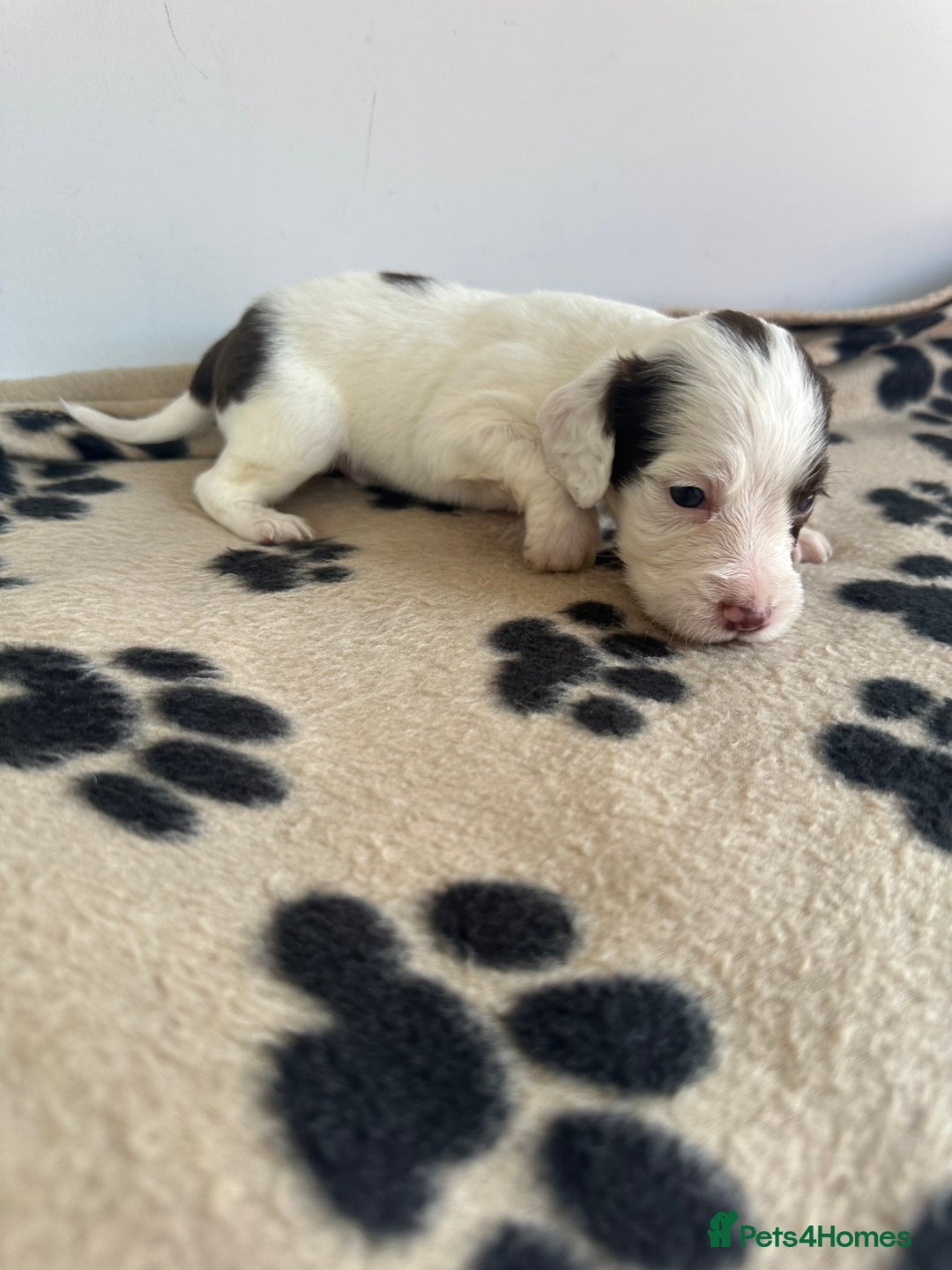 Cocker Spaniel dogs for sale: Working Cocker spaniel puppies  - Image 18