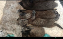 British Shorthair cats for sale:  🐾 Gorgeous Black Kittens – 11 Weeks Old 🐾   - Image 21
