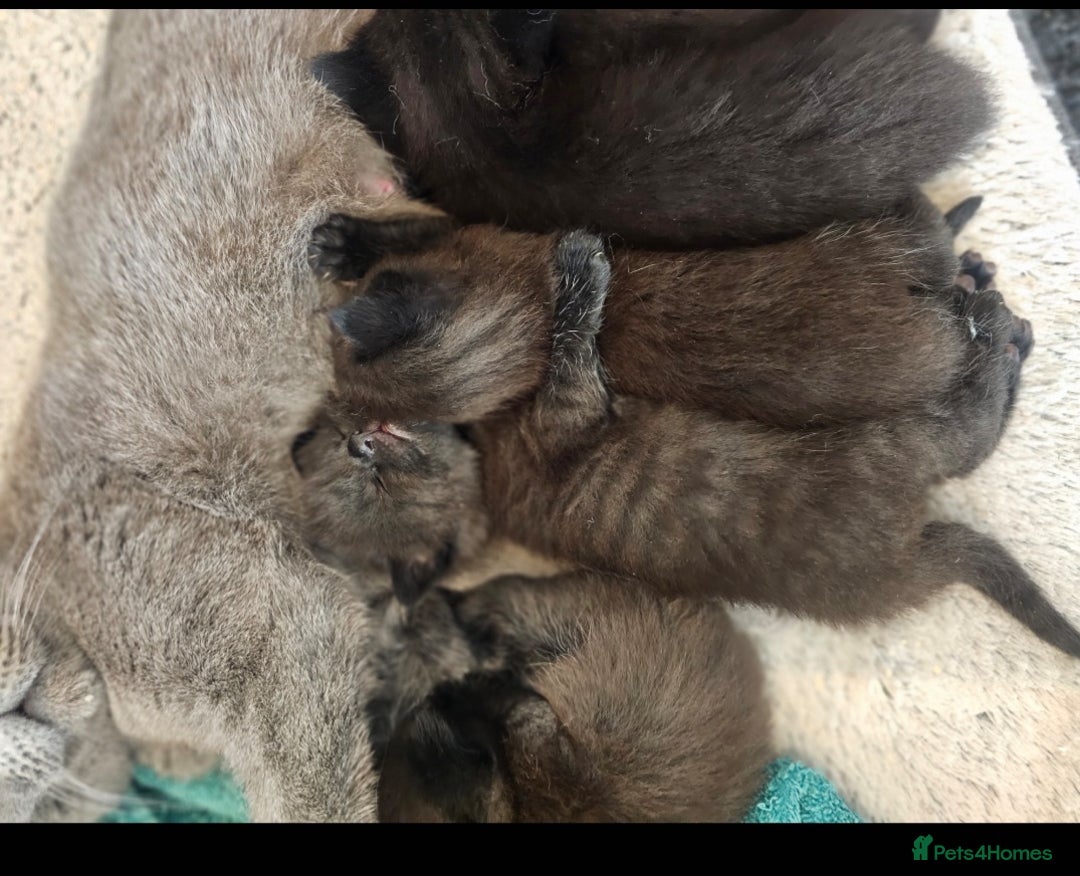 British Shorthair cats for sale:  🐾 Gorgeous Black Kittens – 11 Weeks Old 🐾   - Image 21