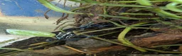 Frog reptiles for sale: Exo Terra Mature Bio Setup Group of 4 tinc Oyapok in Huddersfield - Advert 3