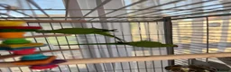 Ringnecks birds for sale:  Bonded Pair of Ringneck Parakeets - Advert 9