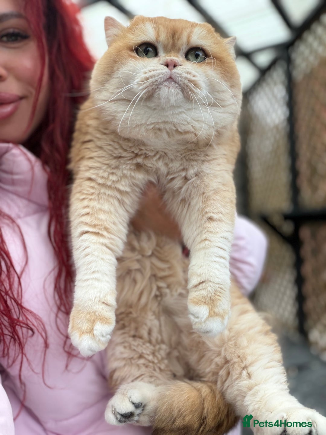 British Shorthair cats for sale: Gorgeous BSH Golden Chinchilla ny12 - Advert 22