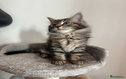 Ragdoll cats for sale: Beautiful Ragdoll Mix Kittens - Image 4