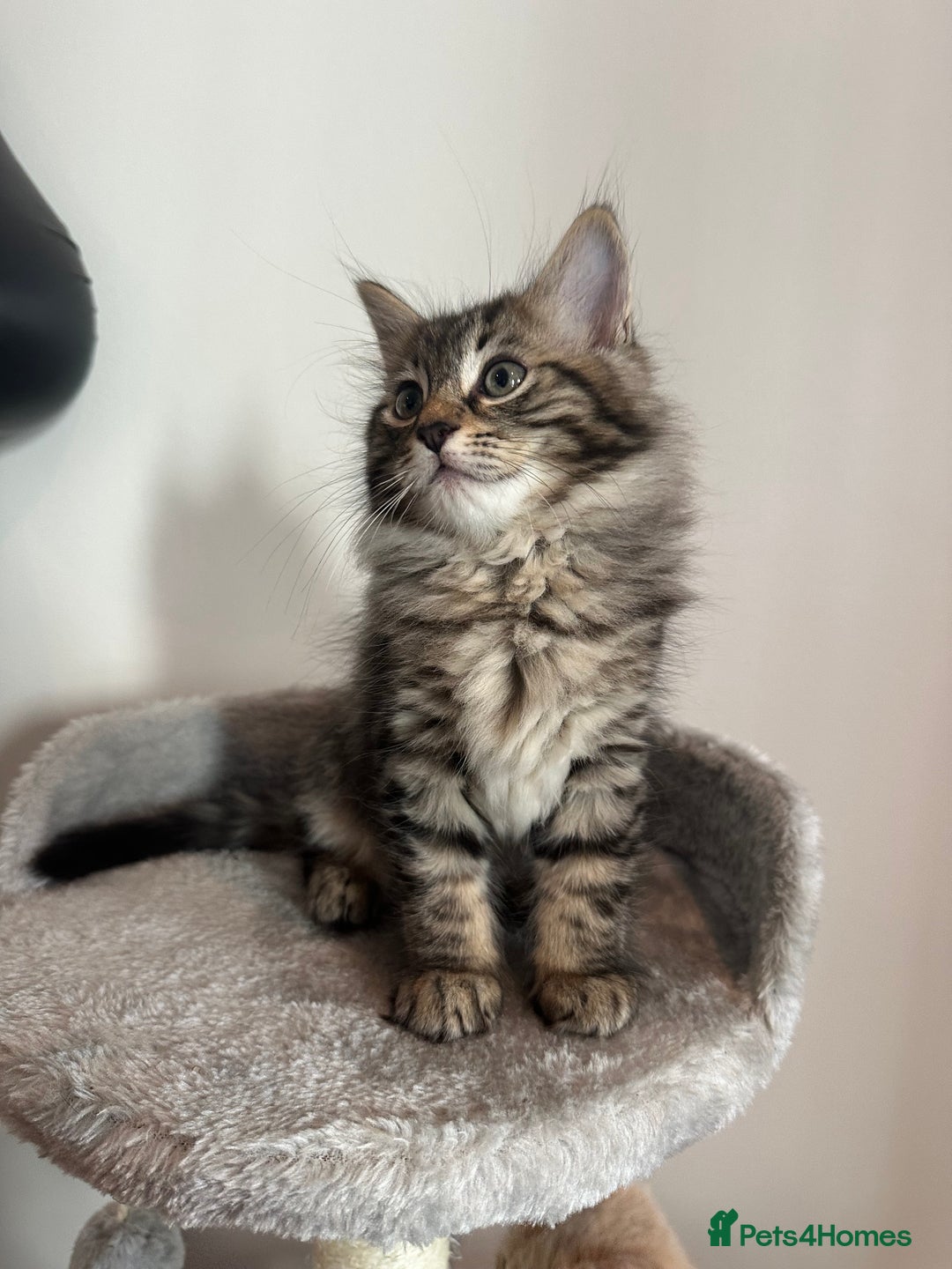 Ragdoll cats for sale: Beautiful Ragdoll Mix Kittens - Image 4