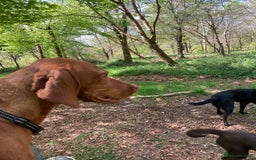 Hungarian Vizsla dogs for sale: Gorgeous bouncy and healthy vizsla pups - Image 12