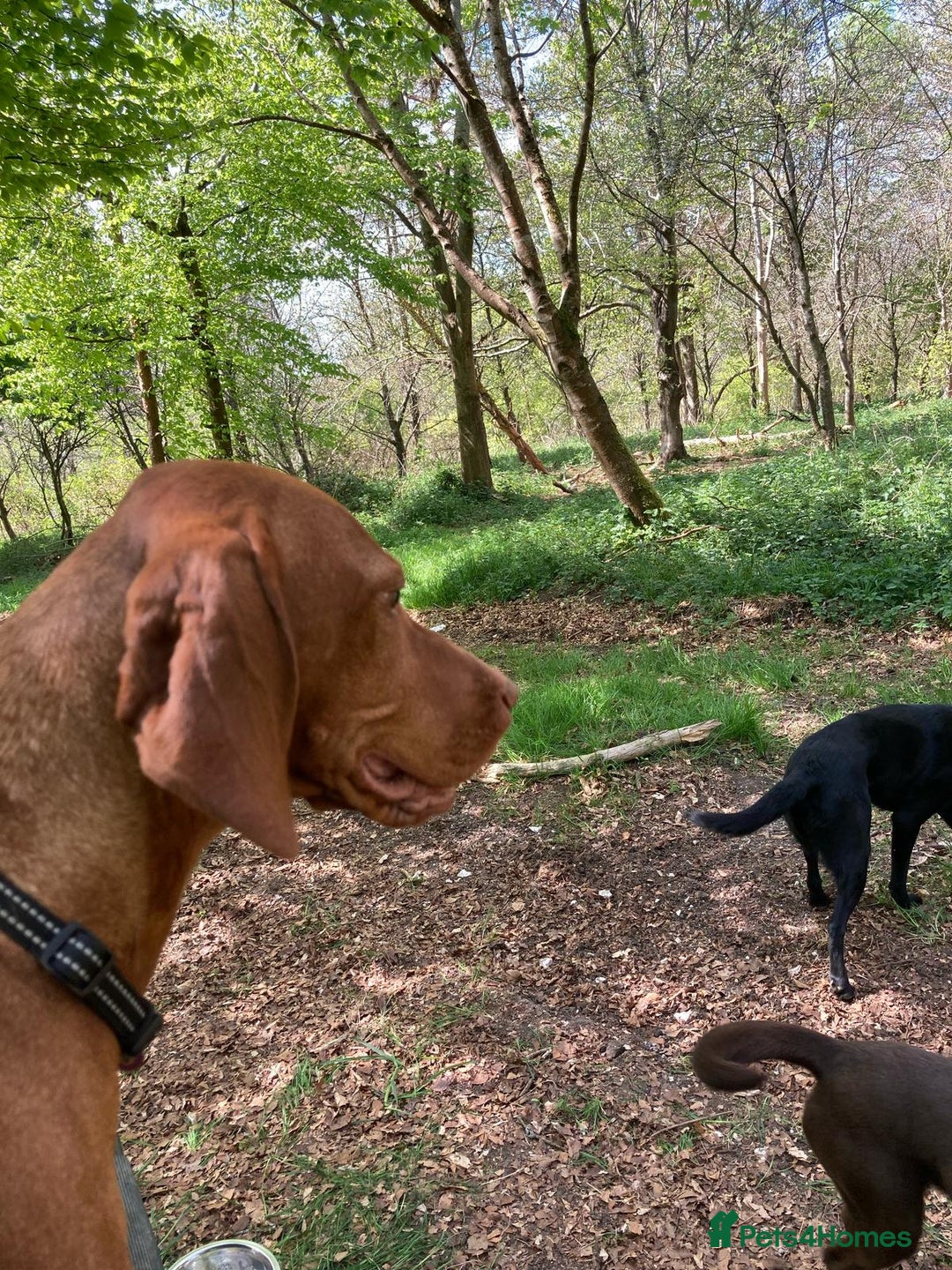 Hungarian Vizsla dogs for sale: Gorgeous bouncy and healthy vizsla pups - Image 12