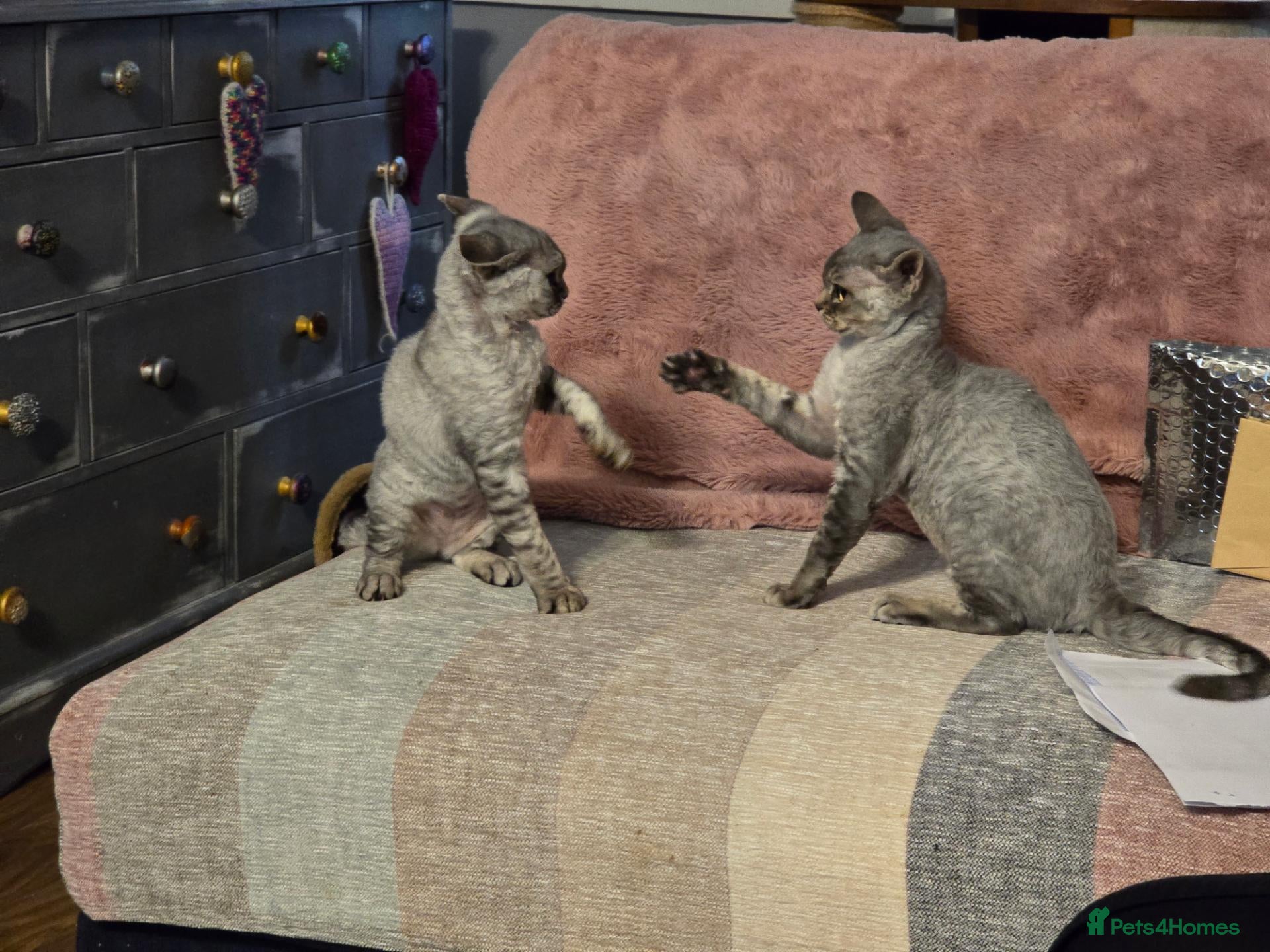 Devon Rex cats Morph and Nalia - Advert 12