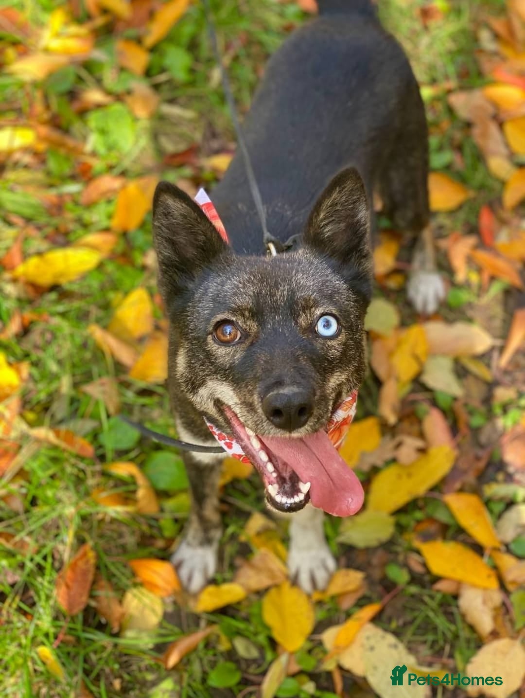 Mixed Breed dogs for adoption: ❤️VIKA – A Gentle Soul with Eyes of Two Worlds❤️ - Advert 4