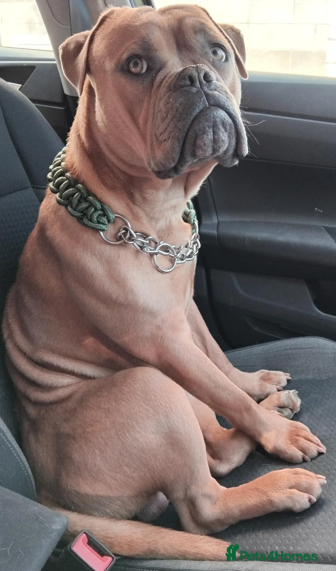 Old Tyme Bulldog dogs for sale: Old English Tyne bulldog  in Nuneaton - Advert 1