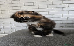 Scottish Fold cats for sale: 💖 Gorgeous Calico Scottish Fold Kitten 💖 - Image 5