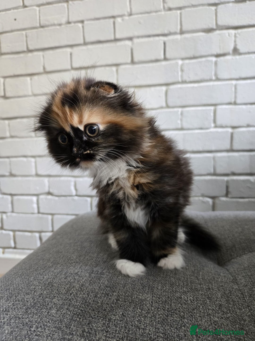 Scottish Fold cats for sale: 💖 Gorgeous Calico Scottish Fold Kitten 💖 - Image 5