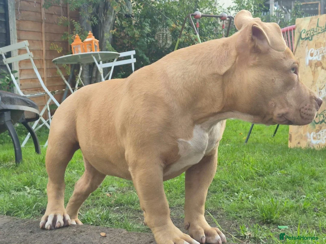 American Bully dogs for sale: Real American Pocket Bully’s  - Advert 2