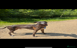 Italian Greyhound dogs for stud: Proven boy available for stud - Image 1