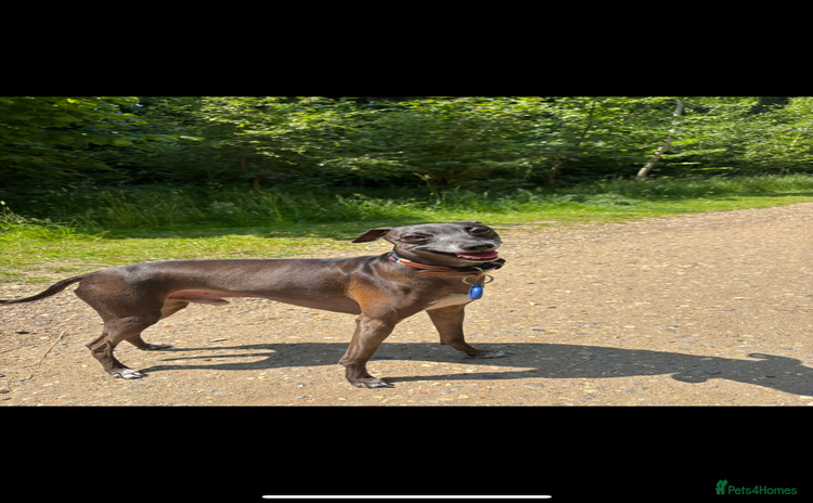 Italian Greyhound dogs - Advert 1