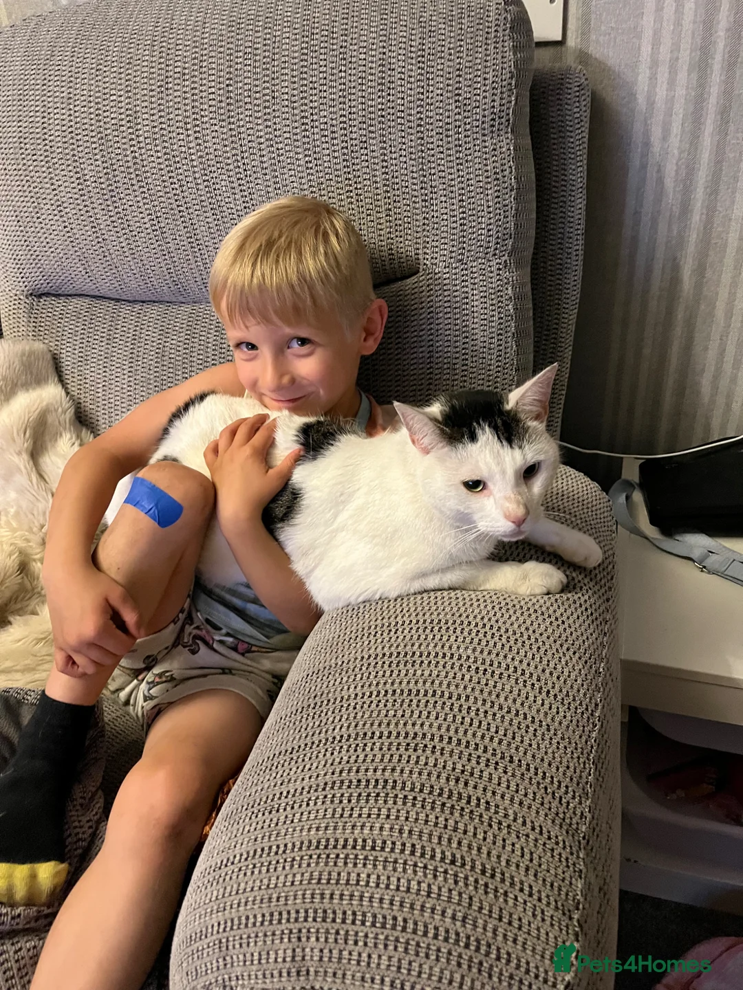 Mixed Breed cats for sale: Boris is searching for a loving home - Free - Advert 2