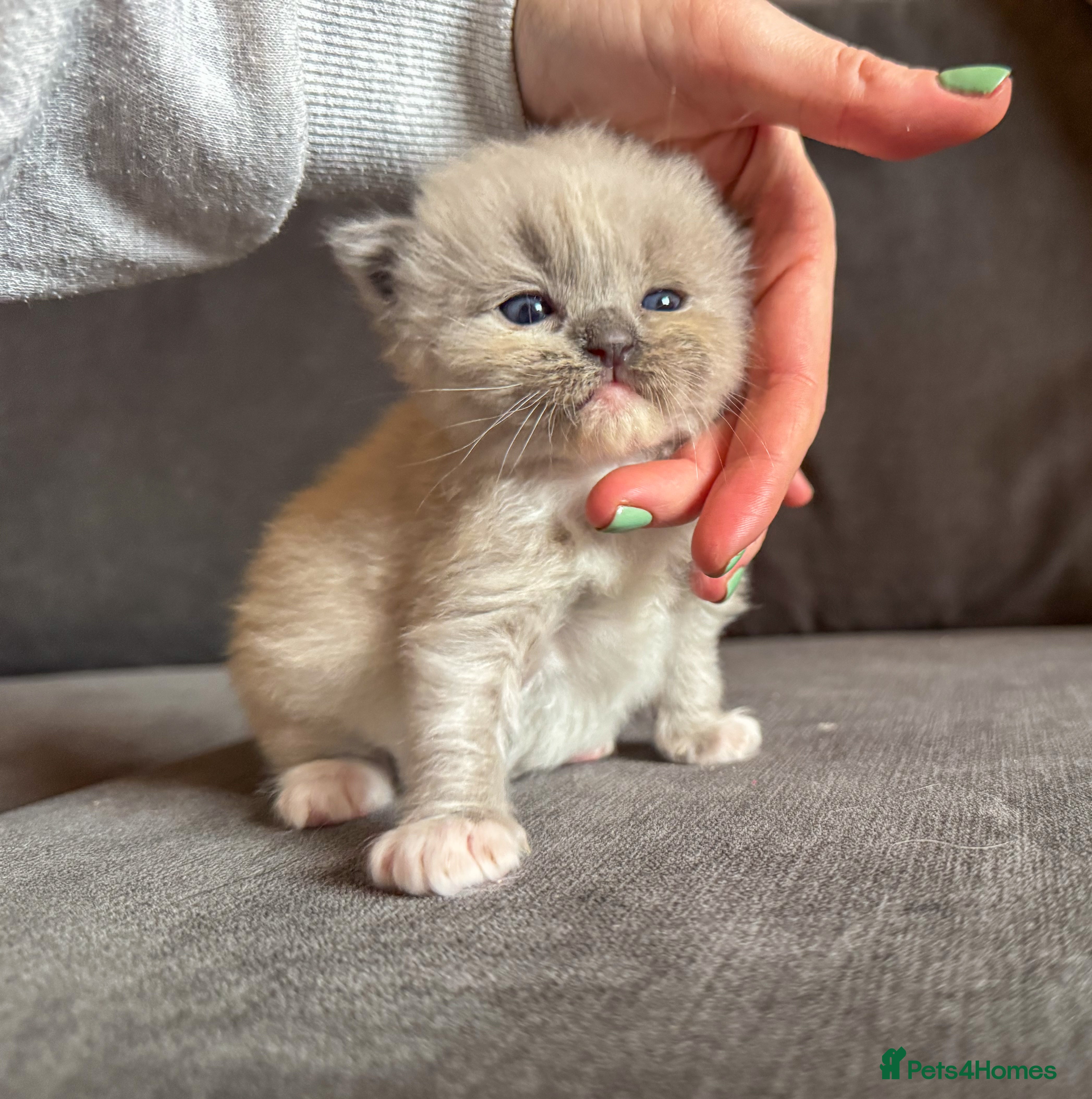 Ragdoll cats Blue mink mitted male, sweet boy 🩵  - Advert 8