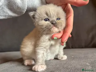 Ragdoll cats Blue mink mitted male, sweet boy 🩵 - Advert 8