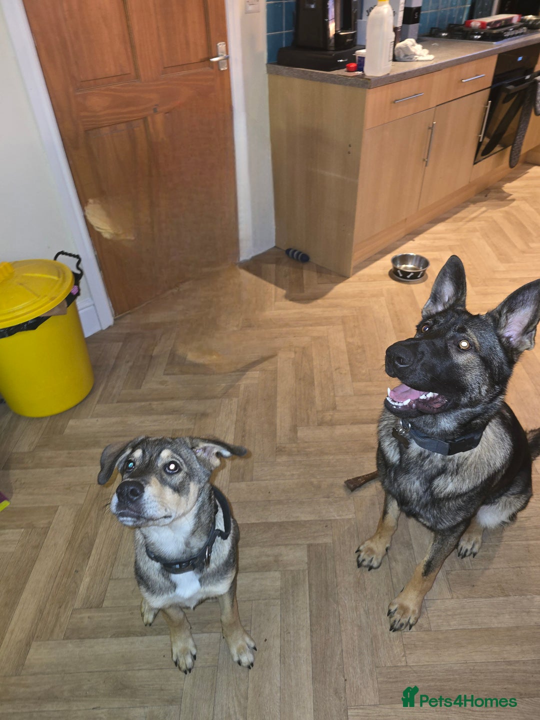 Mixed Breed dogs for sale: 5 month old cross - Image 2