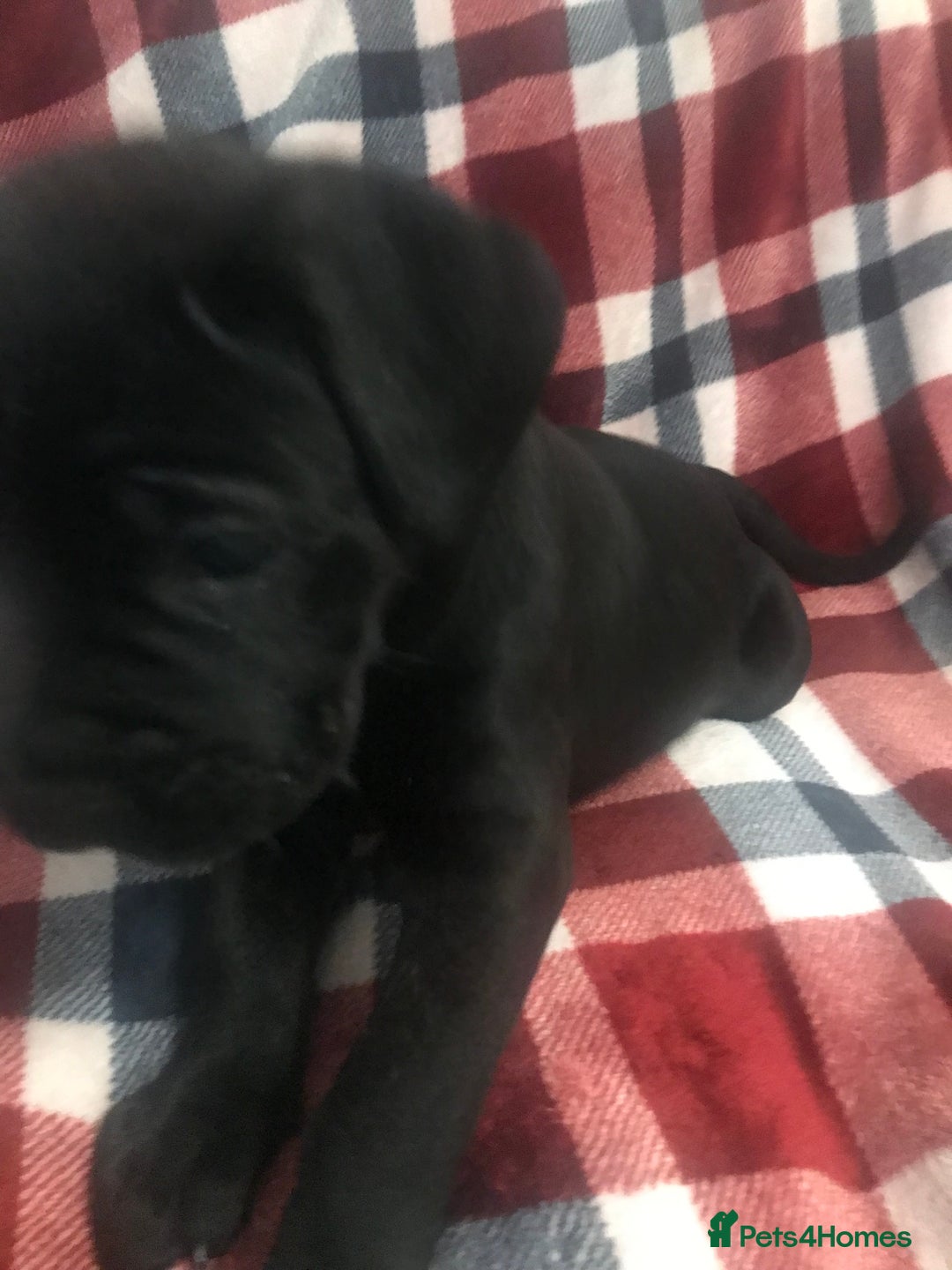 Cane Corso dogs for sale: ONE & ONLY UK LITTER DEL DYRIUM BLOOD LINES  🖤  - Advert 25