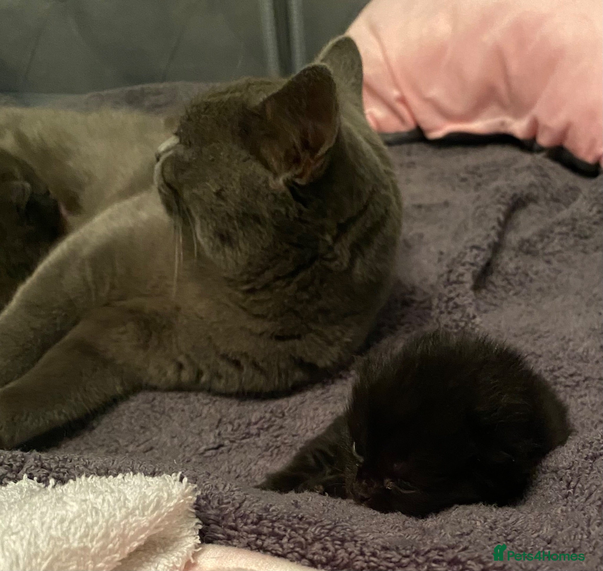 British Shorthair cats Amazing Pedigree British Shorthair Kittens  - Advert 2