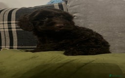 Cockapoo dogs for sale: Amazing cockerpoo pups for sale  - Image 4