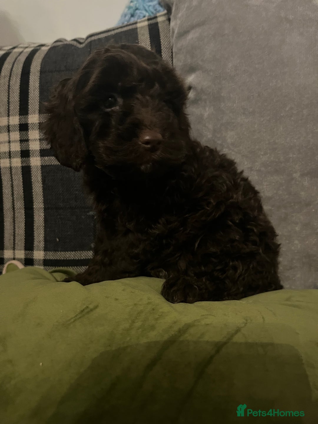 Cockapoo dogs for sale: Amazing cockerpoo pups for sale  - Image 4