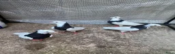 Pigeons birds for sale: Iranian pigeons  - Advert 2