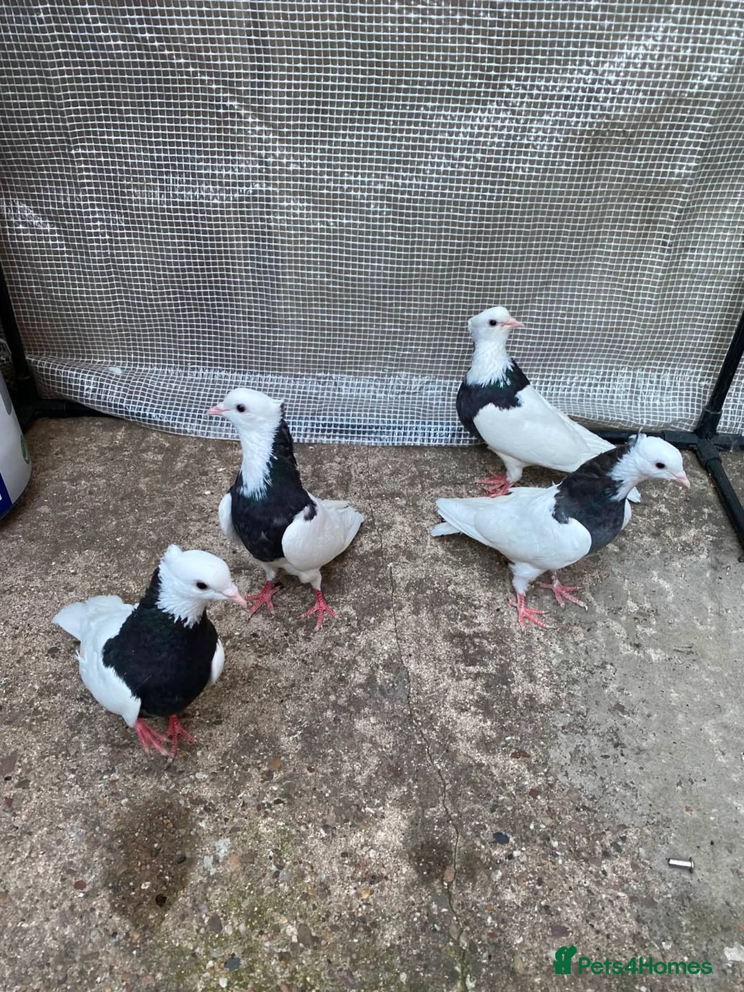 Pigeons birds for sale: Iranian pigeons  - Advert 2