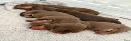 Miniature Dachshund dogs for sale: Choc n tan miniature dachshunds  - Advert 5