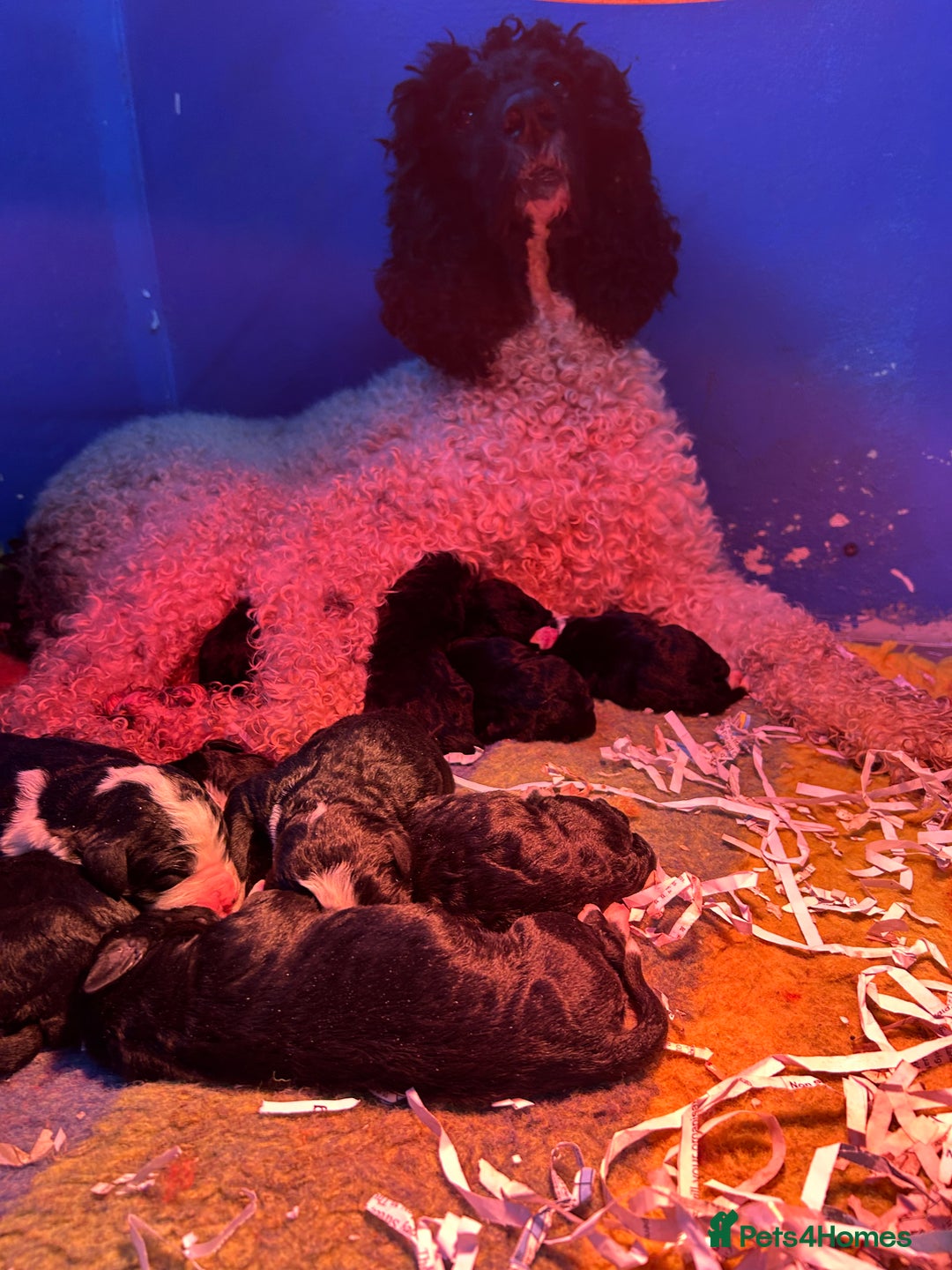Bernedoodle dogs for sale: F1 standard Bernedoodle puppies. Licensed breeder - Image 16