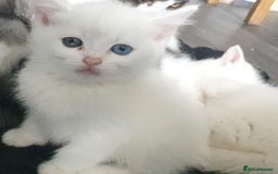 Mixed Breed cats for sale: Beautiful Littter of 4 kittens - Image 7